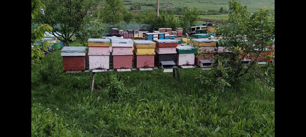 Vând familii de albine dadant 1/1. Cu sau fara  lada!