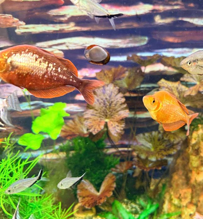 Меланотения Боесмани рейнбол