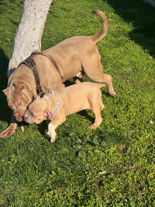 Американско Були хл