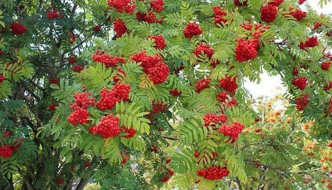Офика - Sorbus aucuparia,Червена калина viburnum opulus и Жълта калина