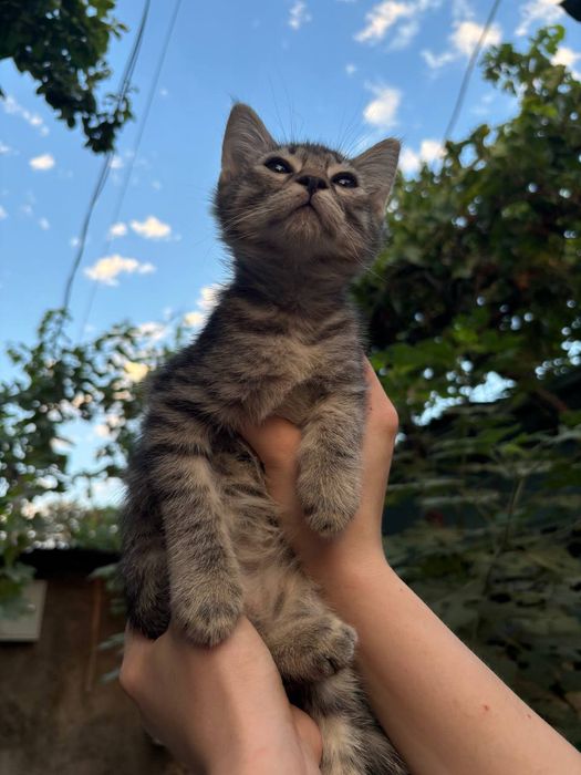 Пристраиваются самые красивые и умные котята