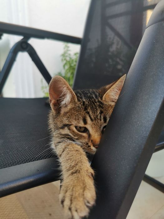 Ofer spre adoptie pisicuta tigrata