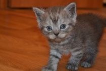 Бриташки 1,5месяц .Приучены