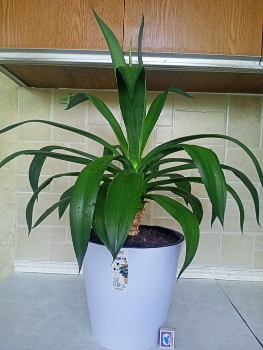 Агава, многолетняя