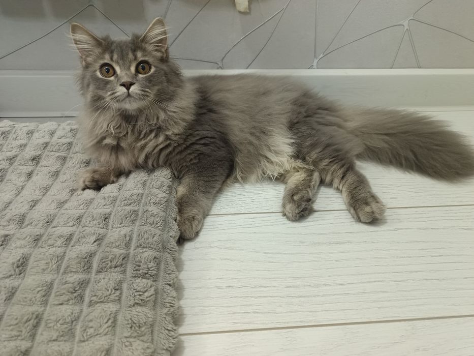 Британский скоттиш страйт пишите через телеграм не звонить.