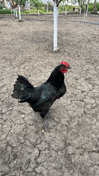 Cocoși Australorp Negru