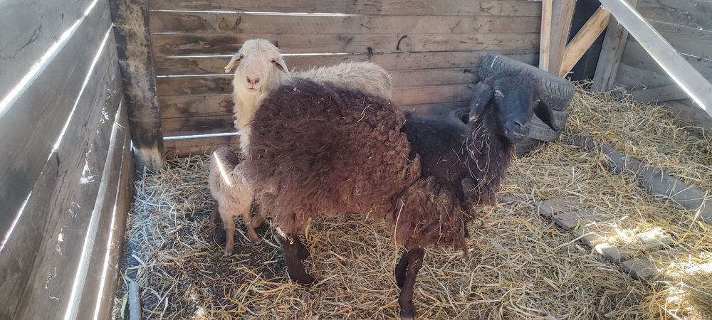 Продам баран с ягненкам