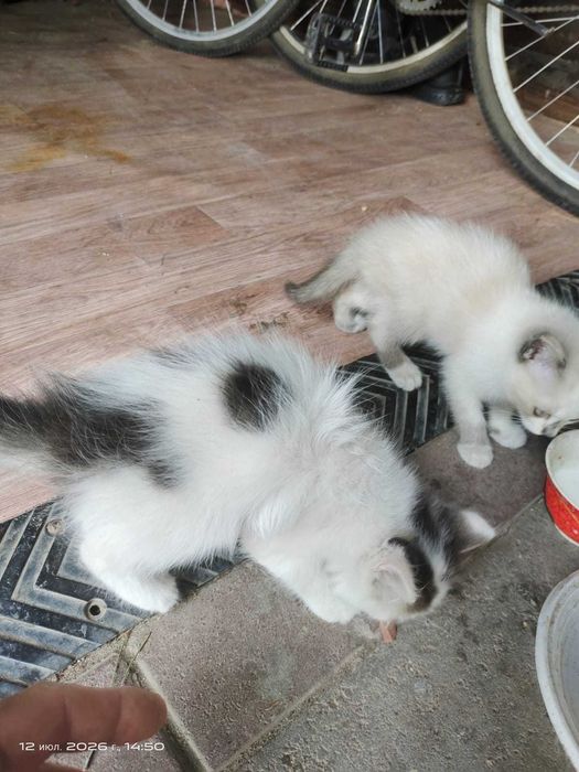 Отдам маленьких котят