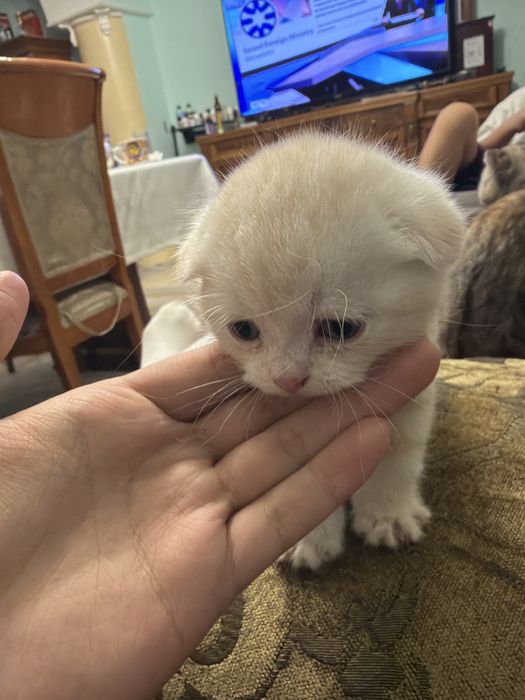 шотлалский вислоухий котенок