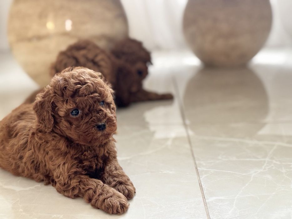 Пудел Той/Poodle Toy