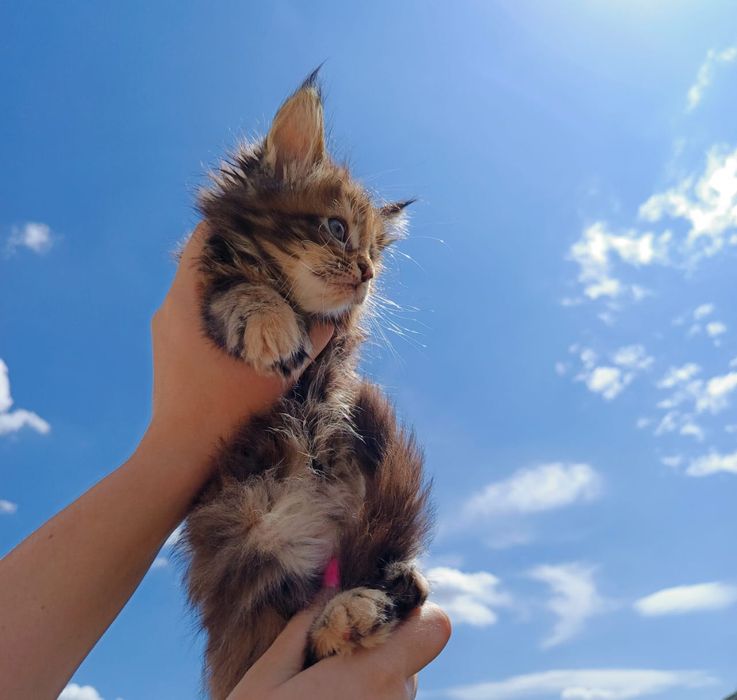 Котята Мейн Куны