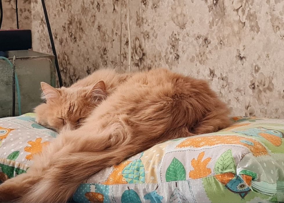 Кот в добрые руки