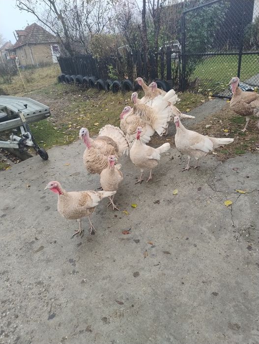 Vând curcanii ‼️