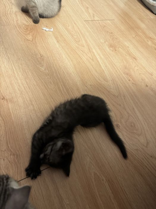Отдам котят в хорошие руки
