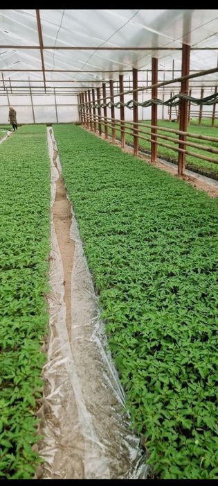 Помидор памидор нихол кучат сотилади