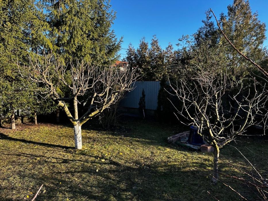 Tăieri pomi fructiferi și vița de vie