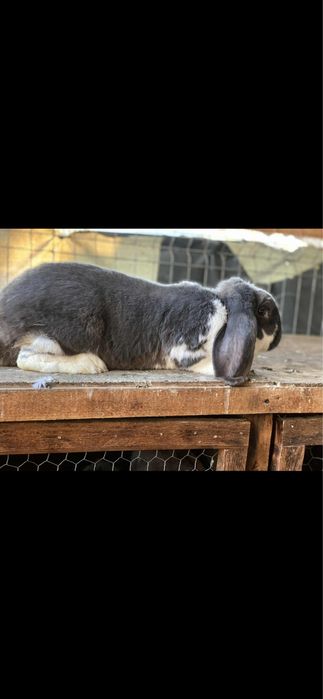 Vand douo iepuroaice