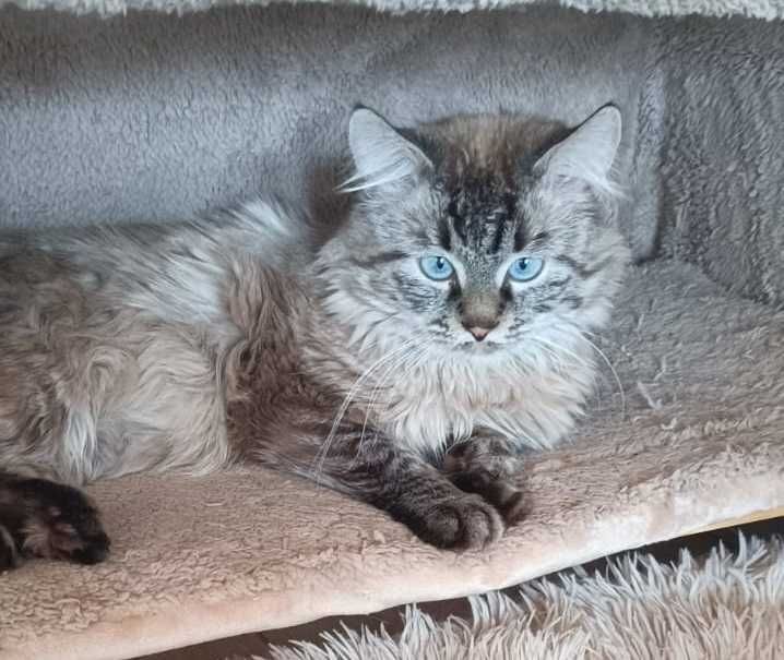 Невские маскарадные котята