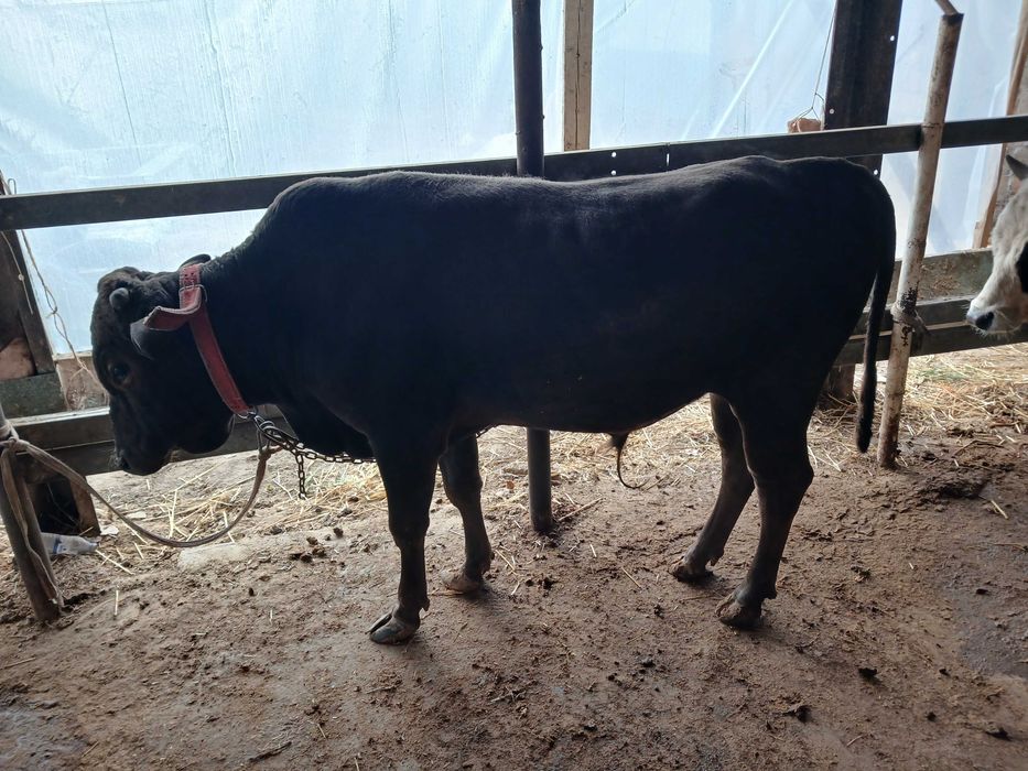 Хуккиз сотилади .