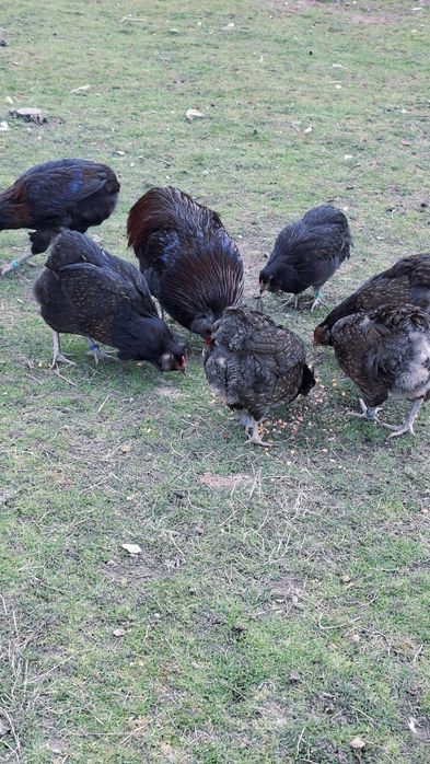 Pui araucana potarnichiu salbatic