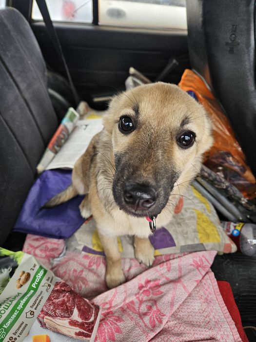 Малышка в поисках дома