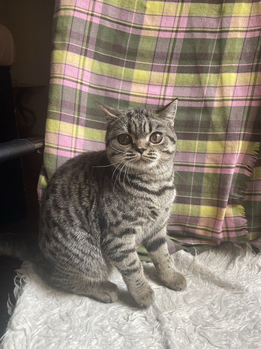 Кошка, девочка. 5 месяцев