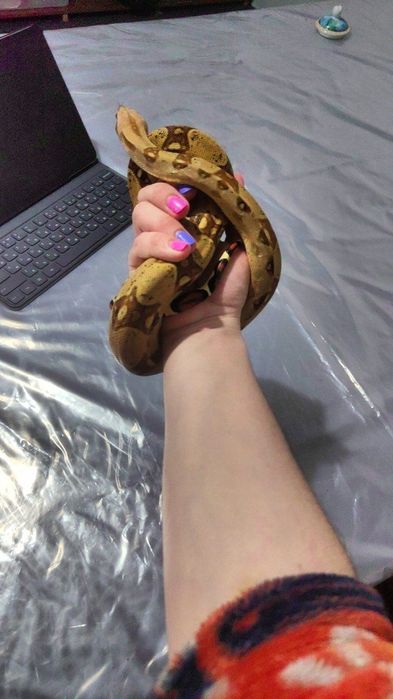 Малыш императорского удава. Своя змея.