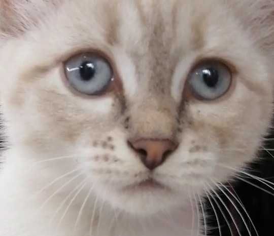 Тайская порода: Магия окраса «Silver Point». Девочка и мальчик 3 мес.