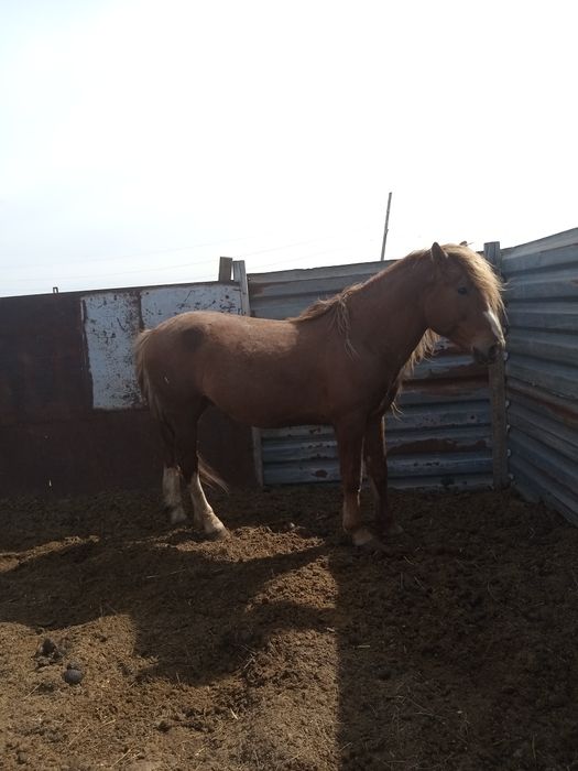 Жеребец тяжеловоз