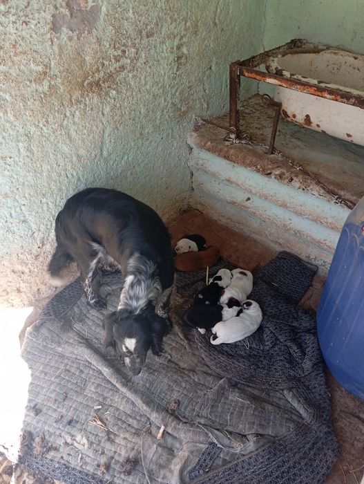 Русский охотничий спаниель боллари сотувда