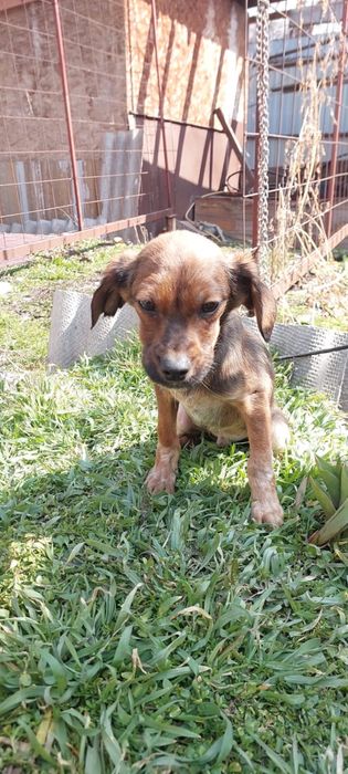 Щенки спаниеля. В хорошие руки привитые