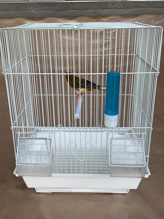 Кафас сотилади. Канарейка Ва бошка кушлар учун