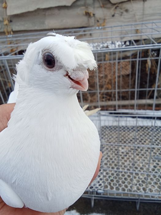 Продам голубей хороших