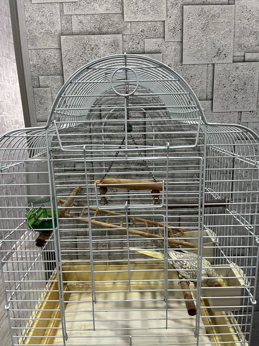 Продам Попугая корелла с клеткой