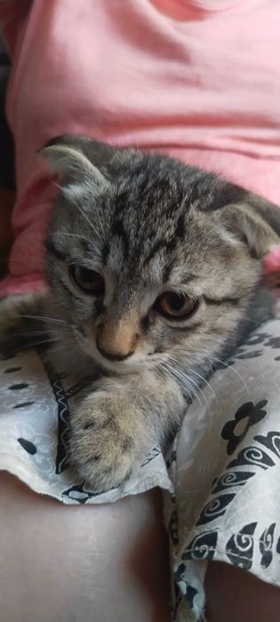 Котёнок вислоухий