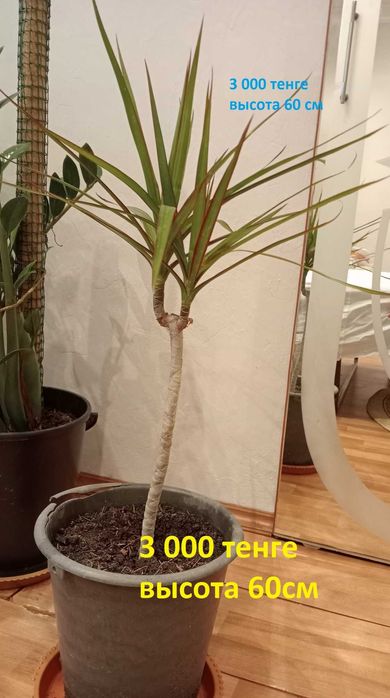 Цветы комнатные.