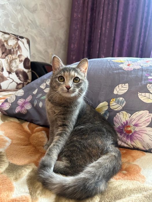 Отдам кошечку в добрые руки