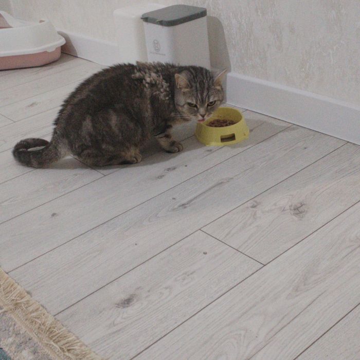 Отдам даром кошку