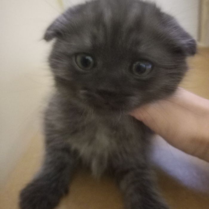 Вислоухие котята 1,5 мес мальчики и девочка