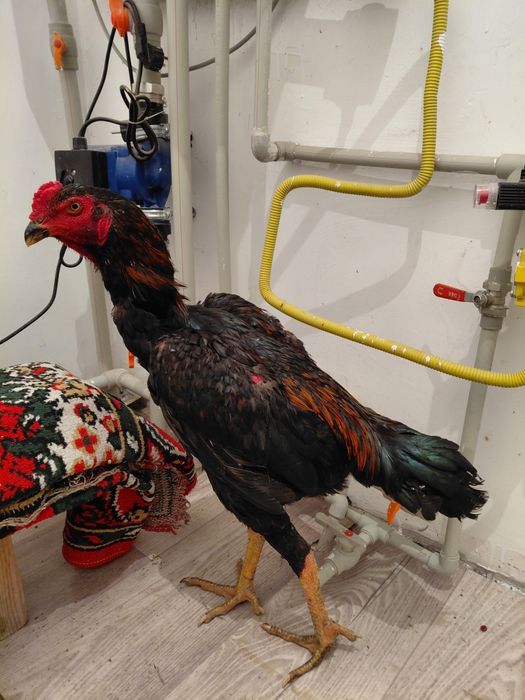 Дакан қораз майский