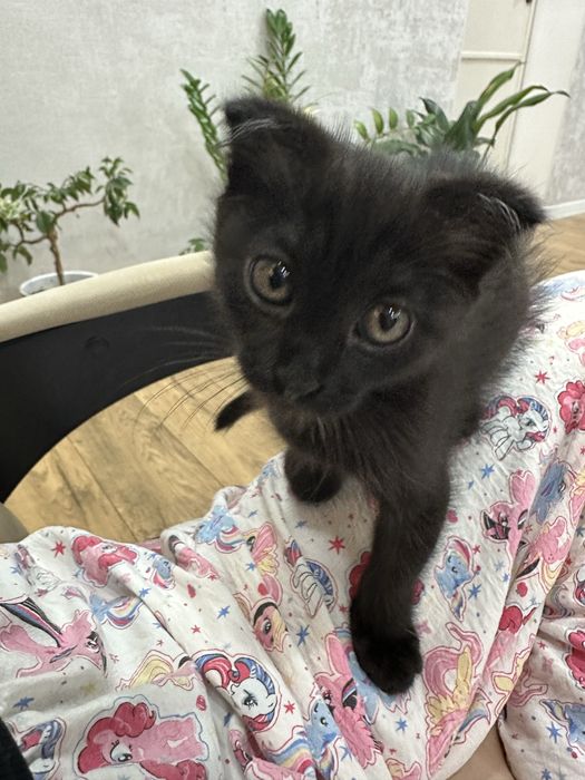 Отдам котенка бесп