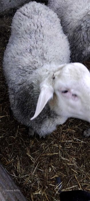 три мъжки шилета