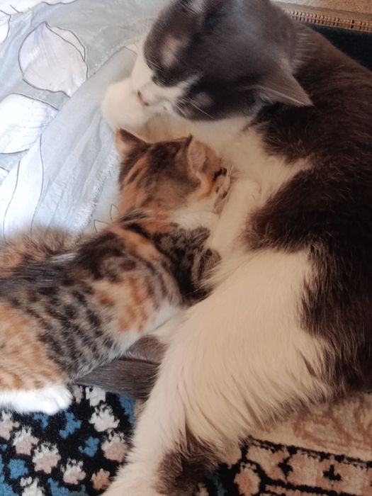 Mushuk va mushukbola