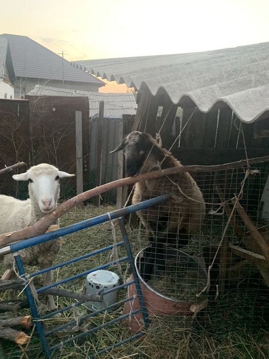 Продам породистых баранов