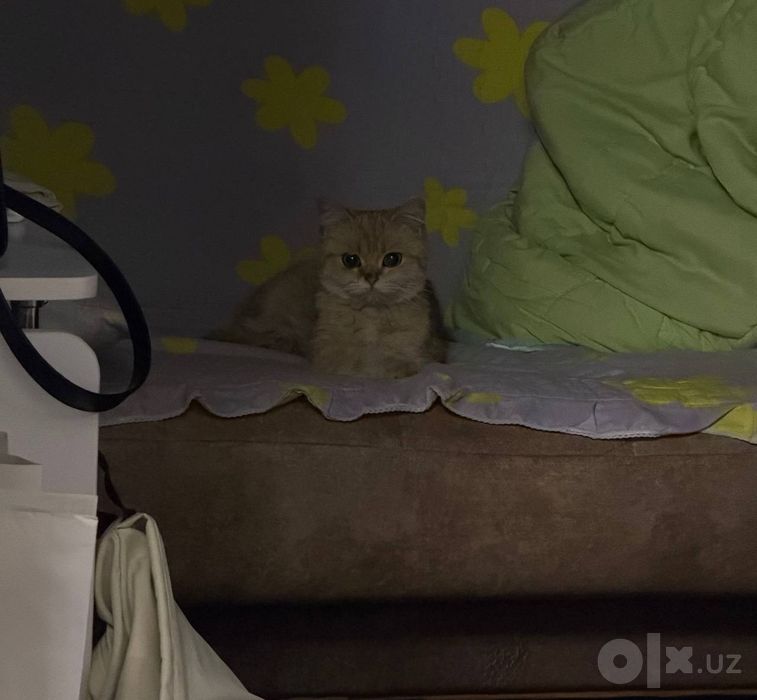 Продам в добрые руки кошку породы шиншилла