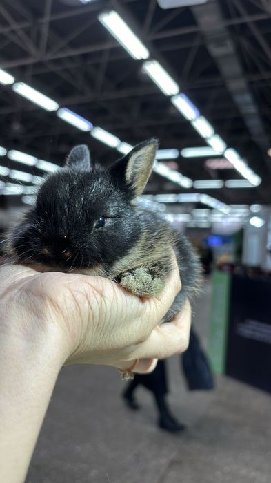 Кролики декоративные