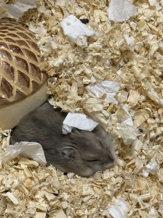 Хомяки джунгарики