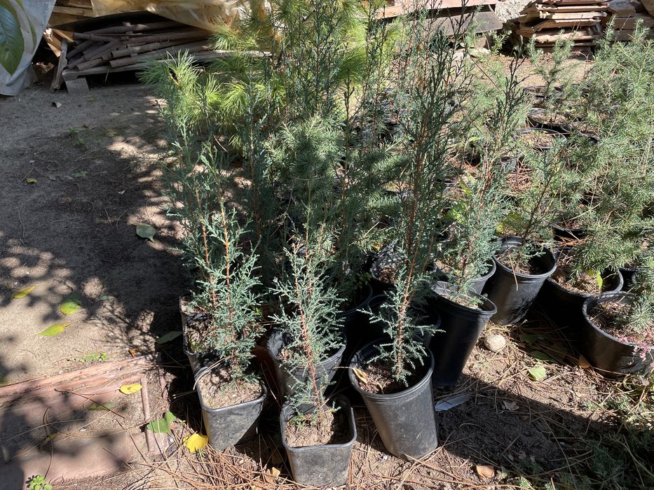 Източна туя, Аризонски кипарис, Обикновен кипарис