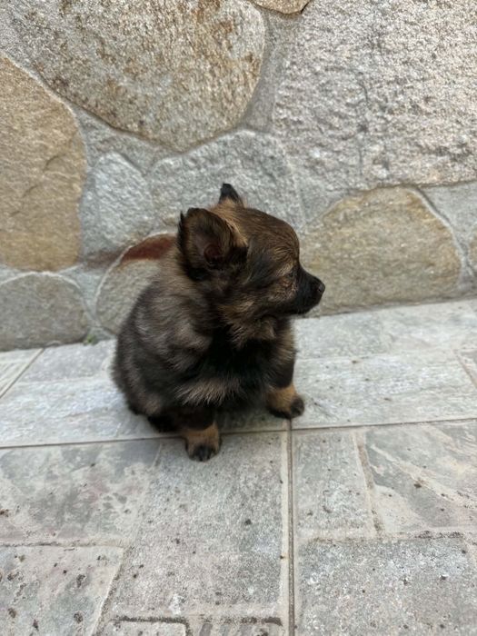 Заглавие: Четири женски мини шпица