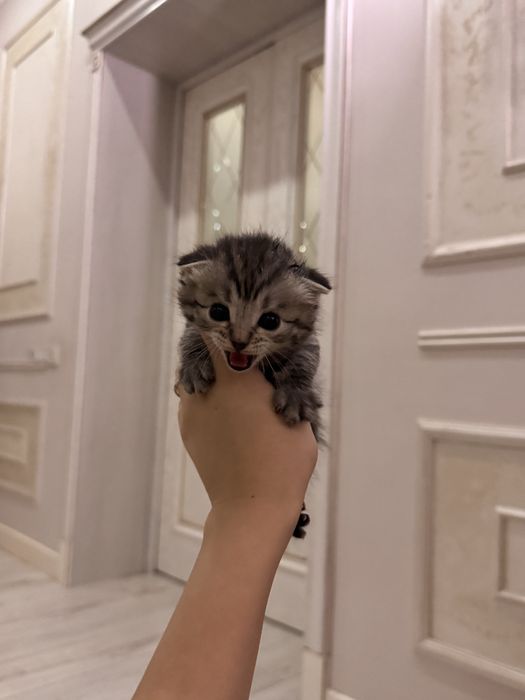 котята породистые